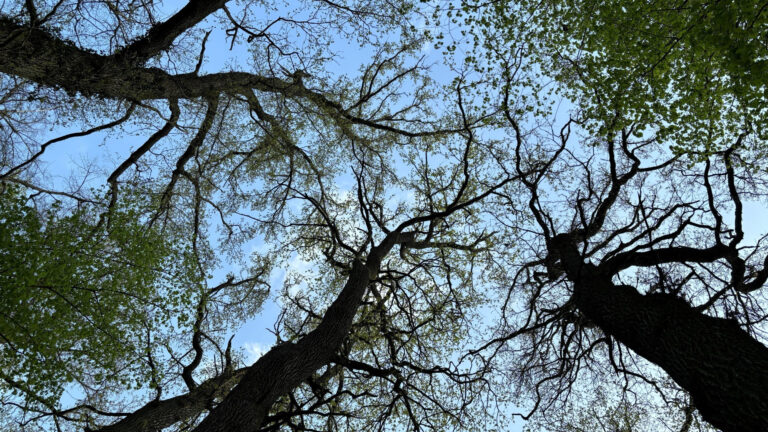 Blick in halbbelaubte Baumkronen vor blauem Himmel