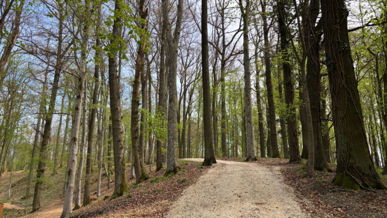Gepflegter Hackschnitzelweg schlängelt sich zwischen den Bäumen hindurch